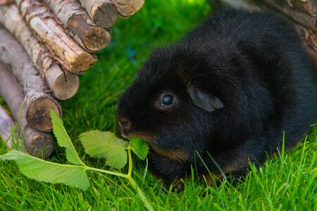Black Guinea pig sitting on grass eating herbs