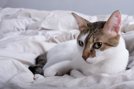 lying catの写真素材