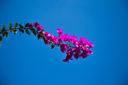 Closeup of  purple flowersの写真素材