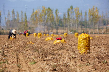 Shanxi potato field in autumn, harvest time, Chinaの写真素材
