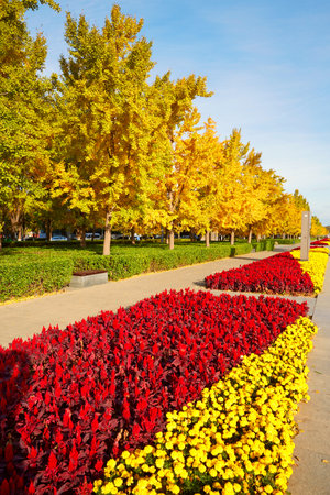 The landscape of colorful flowers in the green belt and yellow ginkgo leaves in autumn.の写真素材