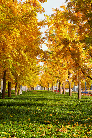 The beautiful scenery of the golden ginkgo forest in autumn.の写真素材