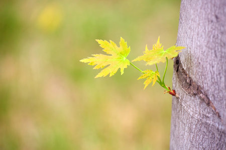 Maple leaf on a tree in the park, shallow depth of fieldの写真素材