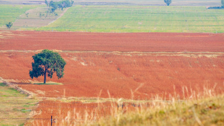 Zhangjiakou Baishang meadow field and grassland autumn landscape, Hebei, China