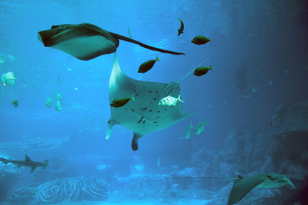Manta rays and other fish swimming in the oceanarium.