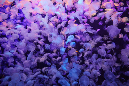 Jellyfish swarm in the aquarium tank
