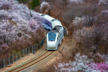 The scenery of the Great Wall of China with train and cherry blossom, Juyongguan, Beijing