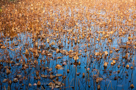 Autumn day pond withered remaining lotus sceneの写真素材
