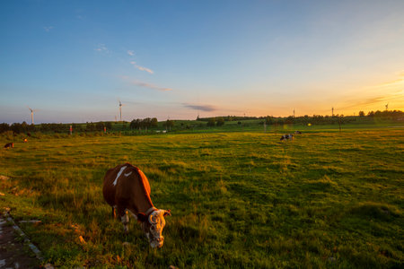 China Hebei Bashang Grassland summer ecological sceneryの写真素材