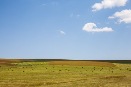 Alpine pasture and blue sky scenery on Karajun Grassland, Xinjiang, China