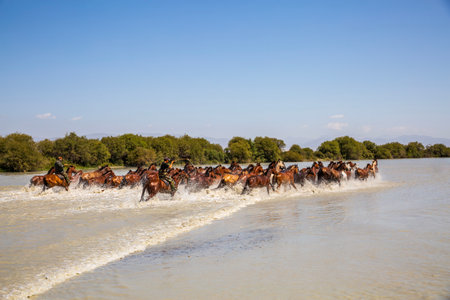 Zhaosu Wetland Park Heavenly Horses Bathing in River performance, Xinjiang, Chinaの写真素材