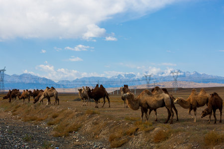 Groups of camels and distant mountains in Tianshan valley pasture, Xinjiang, Chinaの写真素材