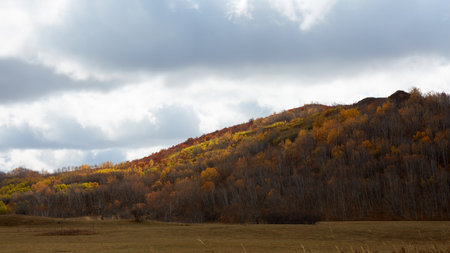 Autumn birch forest and golden meadow scenery on Ulan Butong Grassland, China