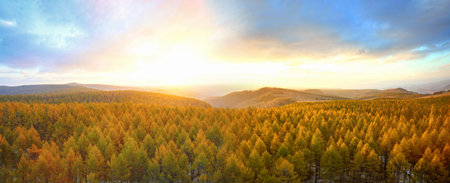 Sunrise scenery over artificial pine forest at Ulan Butong Saihanba, Chinaの写真素材