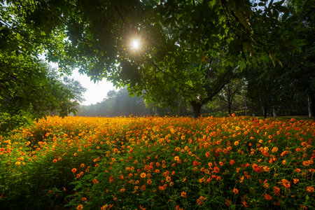 Autumn chrysanthemum sea scenery in Beijing Olympic Forest Park, China