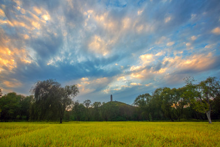 Yudong Park rice fields sunset scenery, Beijing, Chinaの写真素材