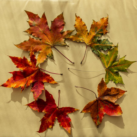 Rainbow-colored maple leaves arranged in a circle from green to red in autumn