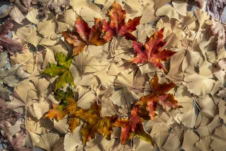 Rainbow-colored maple leaves arranged in a circle from green to red in autumnの写真素材
