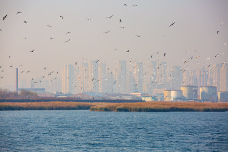 Tianjin old wharf wintering seagulls flying scene, Chinaの写真素材
