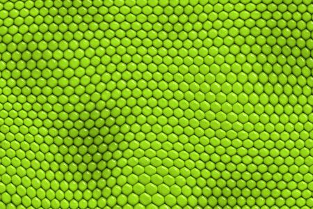 Iguana - reptile skinの写真素材