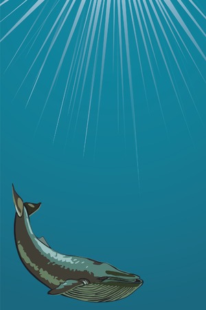 Whale swimming under water. Vector illustration.のイラスト素材