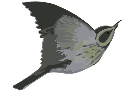 Ink drawn flying bird isolated on a white. のイラスト素材