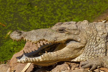 Crocodile sunbathing with open mouth at the Kachikally Crocodile Poolの写真素材