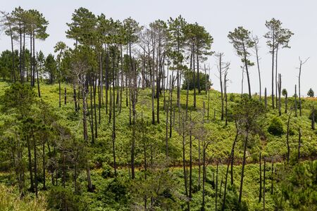 Many long and slender trees on hill in Madeira