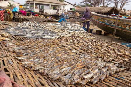 TANJI, GAMBIA- JAN 9, 2014: Fish is drying in the sun. The woman in de back uses a towel to scare of fliesのeditorial素材