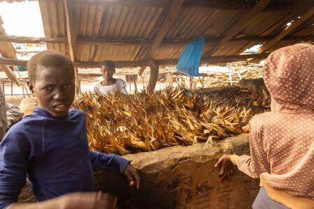 TANJI, GAMBIA- JAN 9, 2014: Fish is smoked. Kids are doing the work. Everyone in the family helpsのeditorial素材