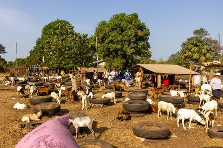 SEREKUNDA, GAMBIA- JAN 14, 2014: Lots of lifestock is being sold beside the big roads of Gambia. Here a visit to one of the marketsのeditorial素材