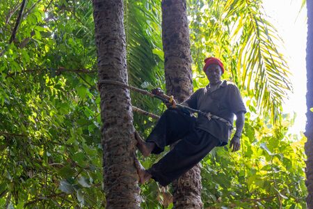 MAKASUTU, GAMBIA- JAN 14, 2014: Man shows the traditional way of climbing a Palm treeのeditorial素材