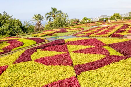 FUNCHAL, PORTUGAL - JULY 18, 2017: Beautiful patterns of red and green flowers at Madeira botanical gardens in Funchalのeditorial素材