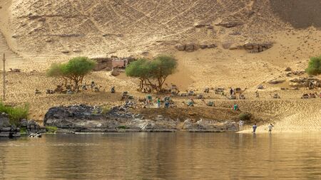 Near Aswan beside the river Nile are camels resting. It is a way to the Sahara desertの写真素材