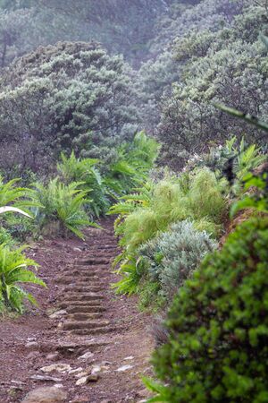 Ferns and shrubs beside a hikers mountain trail pathの写真素材