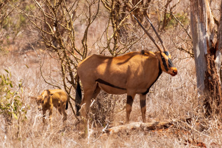 Fringe-eared oryx with youngの写真素材