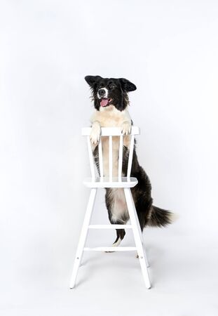 Boulder Collie stands on hind legs leaning on a chairの写真素材