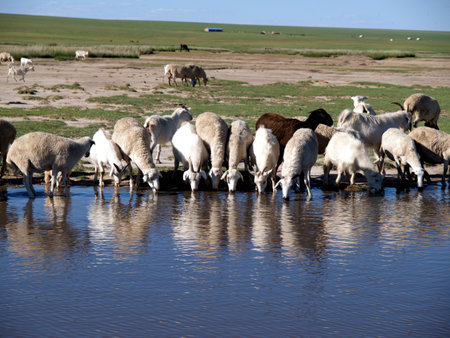 Hulun Buir Prairie grazingの写真素材