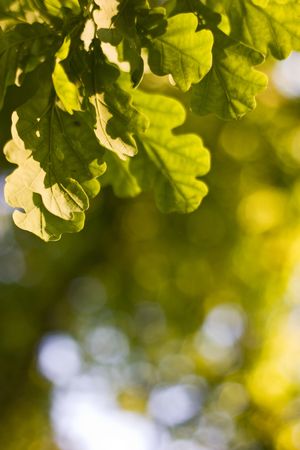 Oak leafs. Blurred background ready for you.