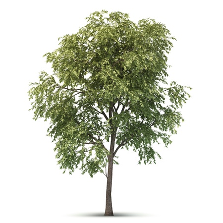 Hi resolution beatiful tree  Isolated image の写真素材