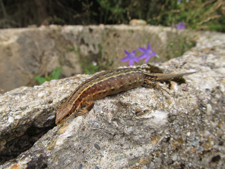 Lizard basking on a rock