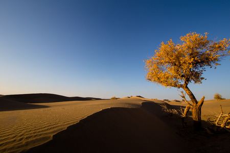 Poplar trees in the desertの写真素材