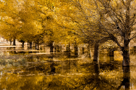 Water in the Hu poplarの写真素材