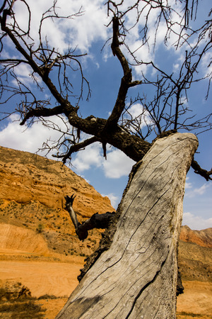The old treeの写真素材
