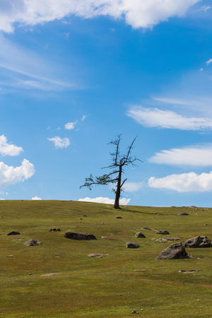 A tree trunk under the clear blue skyの写真素材