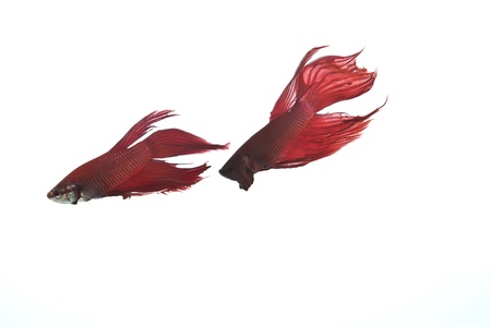two red betta fishの写真素材