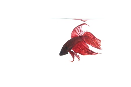 betta fish monitoring his area
