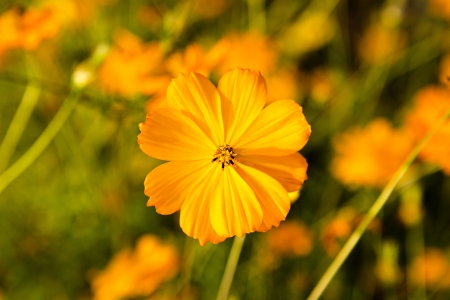 flowerの写真素材