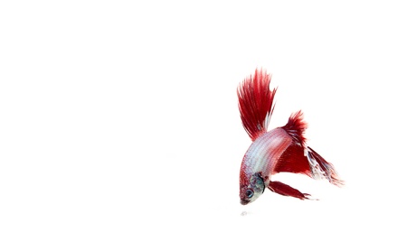 red betta fishの写真素材