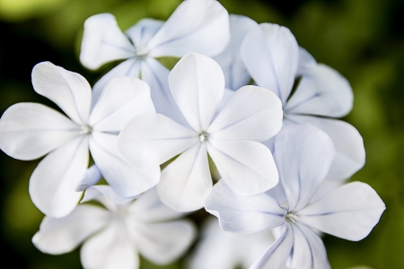 white flower blossom in summer dayの写真素材